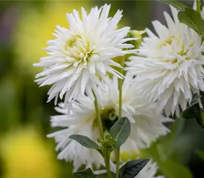 Dahlia Cactus