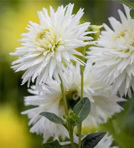 Dahlia Cactus