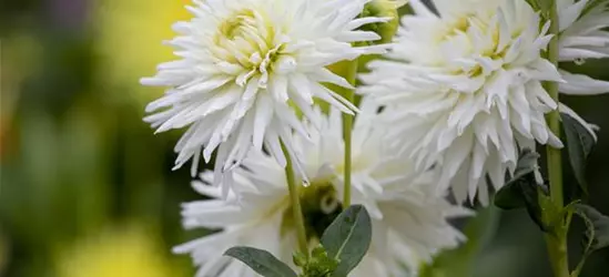 Dahlia Cactus