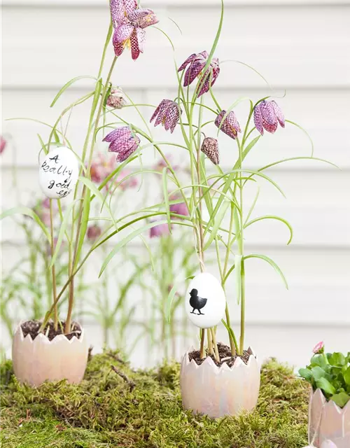 Fritillaria meleagris