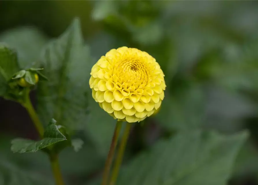 Dahlia Pompon