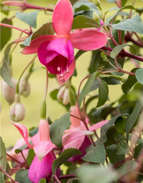 Fuchsia Hybride