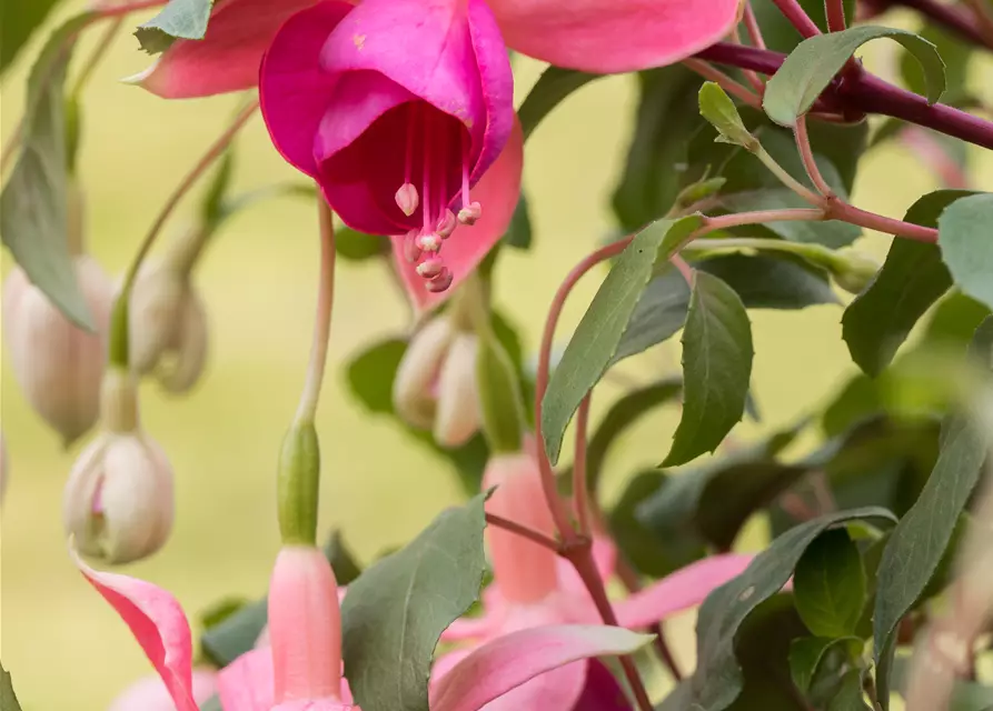 Fuchsia Hybride