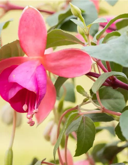 Fuchsia Hybride