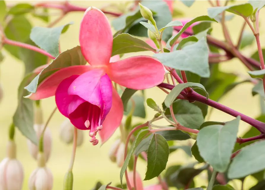 Fuchsia Hybride