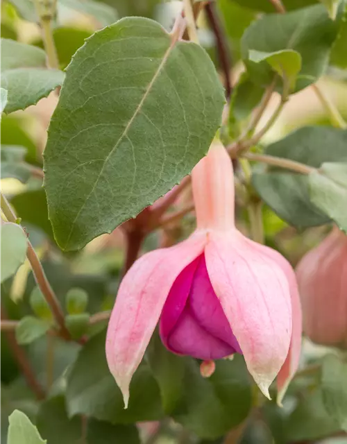 Fuchsia Hybride