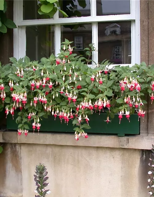 Fuchsia Hybride