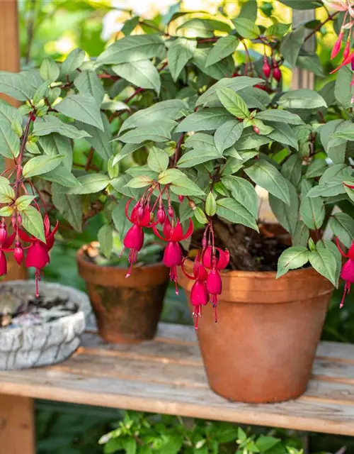 Fuchsia Hybride