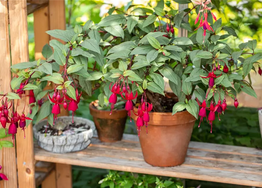 Fuchsia Hybride