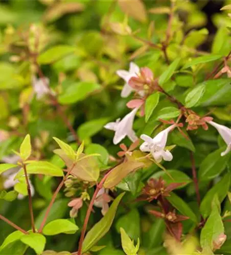 Abelia grandiflora