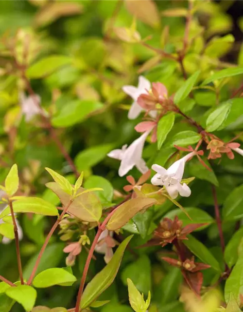 Abelia grandiflora