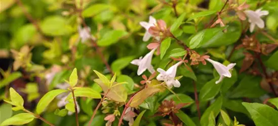 Abelia grandiflora