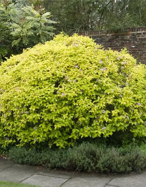 Abelia grandiflora