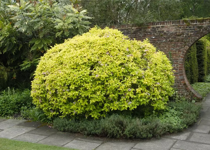 Abelia grandiflora