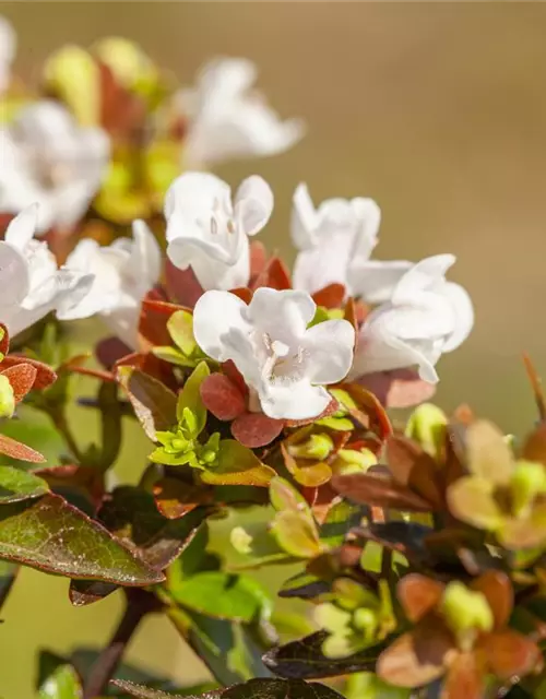 Abelia grandiflora