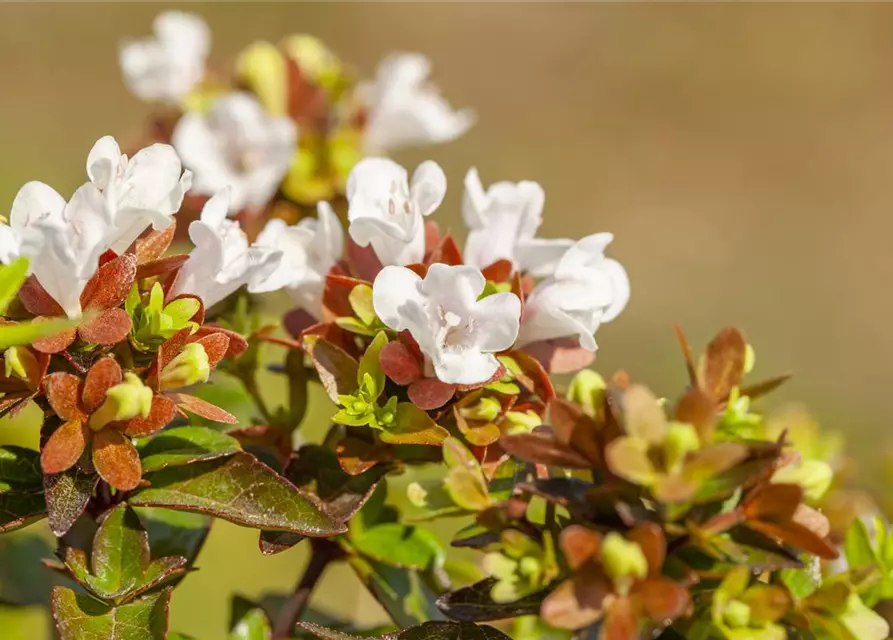 Abelia grandiflora