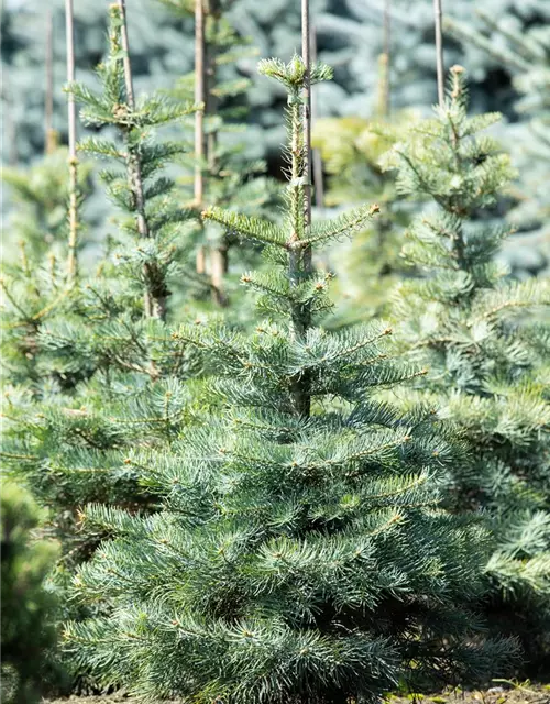 Abies concolor