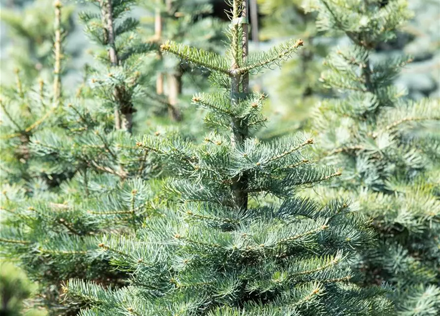 Abies concolor