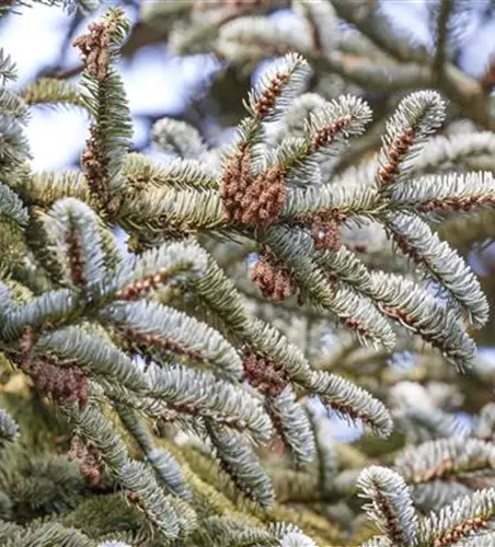 Abies koreana