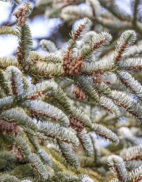 Abies koreana