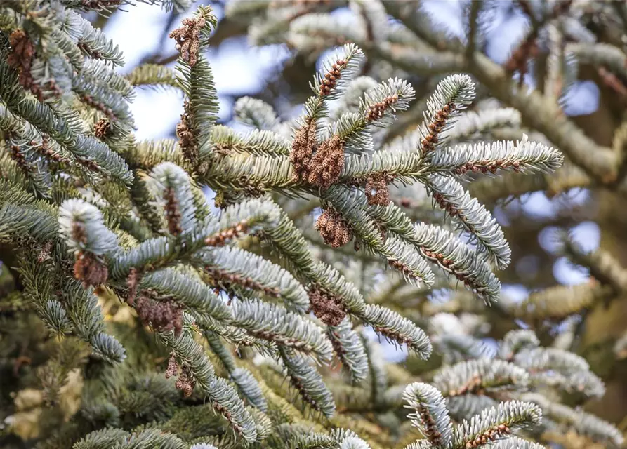 Abies koreana