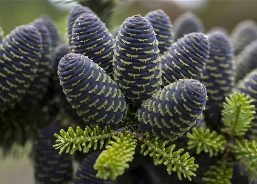 Abies koreana