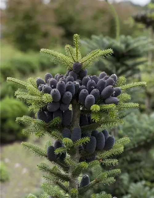 Abies koreana