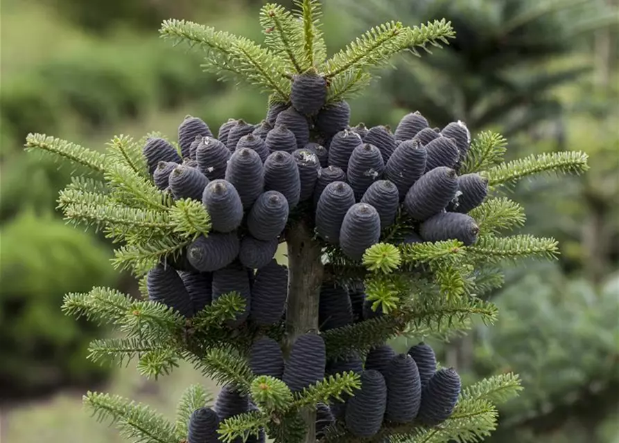 Abies koreana