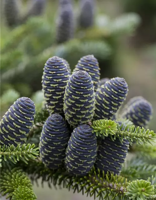 Abies koreana