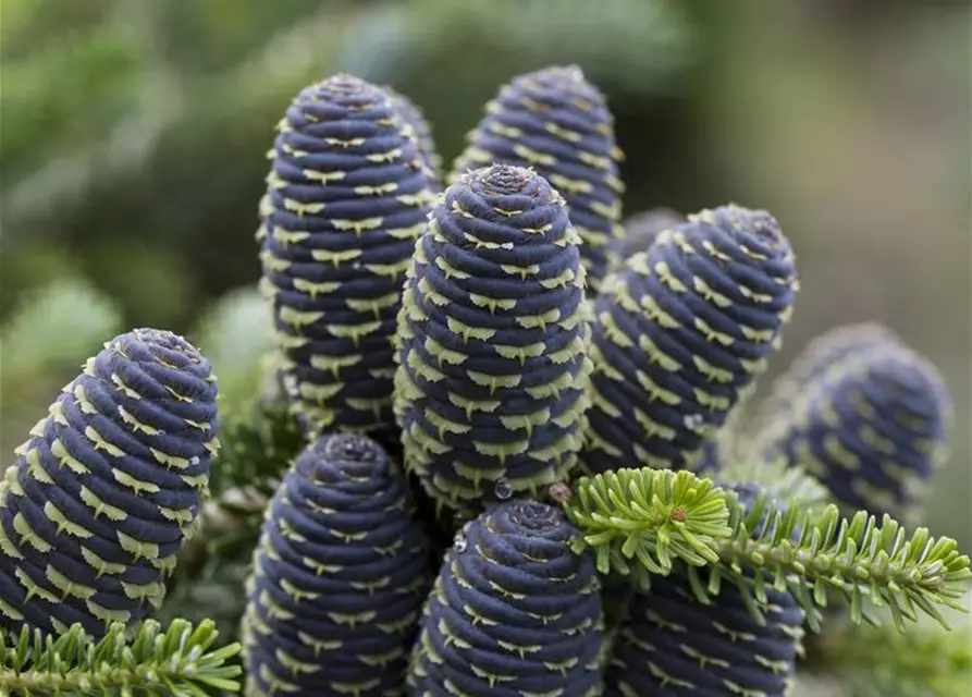 Abies koreana