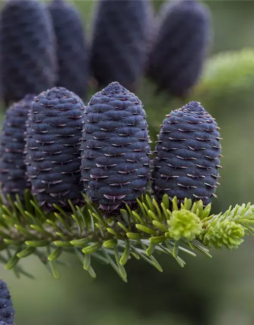 Abies koreana