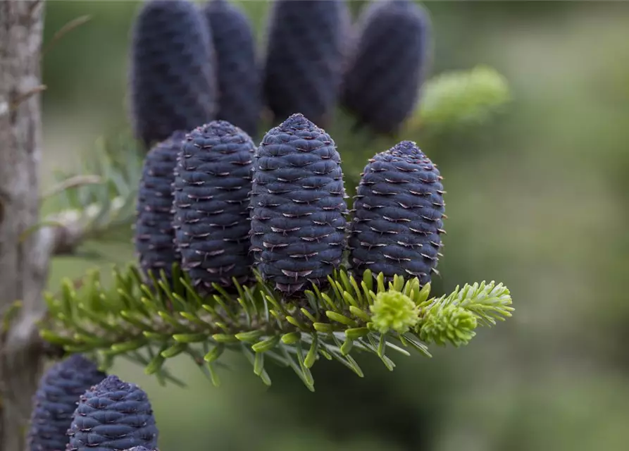 Abies koreana