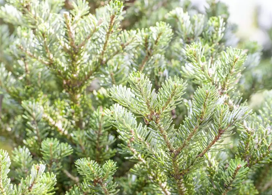 Abies koreana