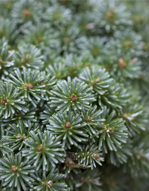 Abies koreana 'Brillant'