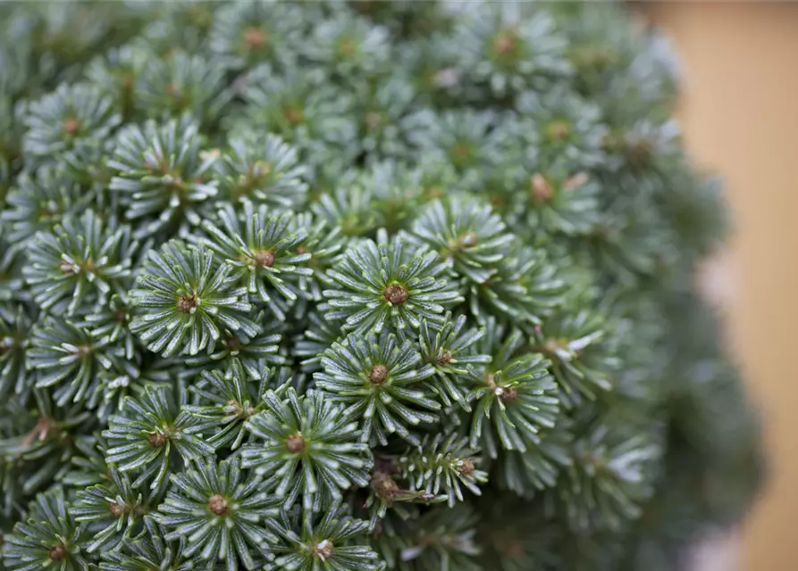 Abies koreana 'Brillant'