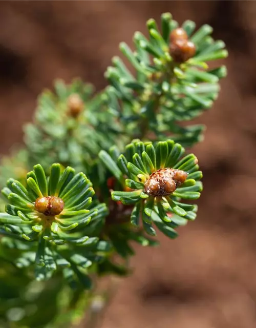 Abies koreana 'Brillant'