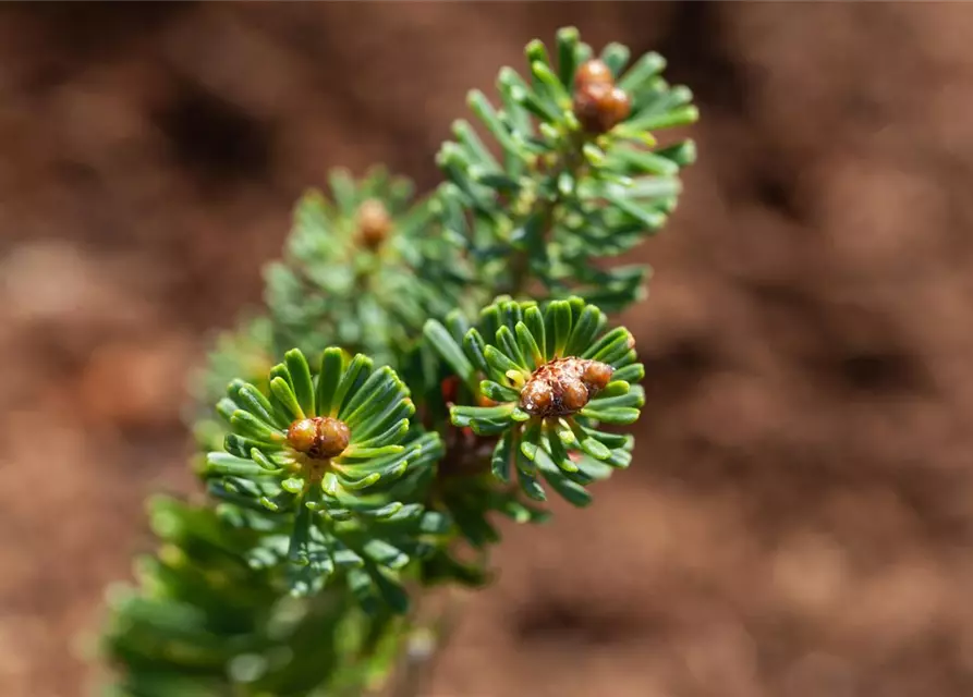 Abies koreana 'Brillant'