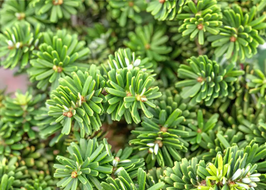 Abies koreana 'Brillant'