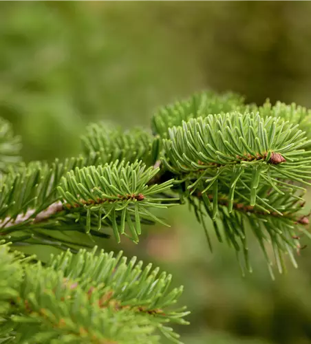 Abies nordmanniana