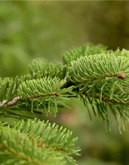 Abies nordmanniana