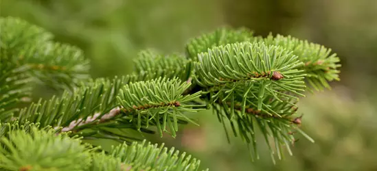 Abies nordmanniana