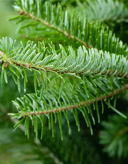 Abies nordmanniana