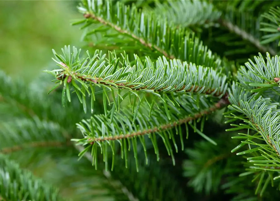 Abies nordmanniana