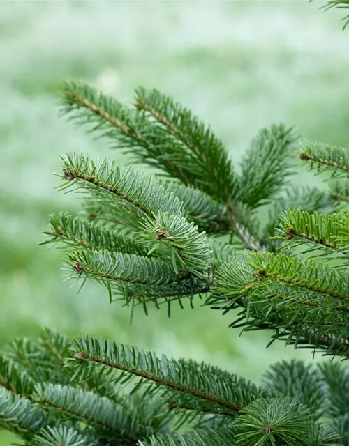 Abies nordmanniana