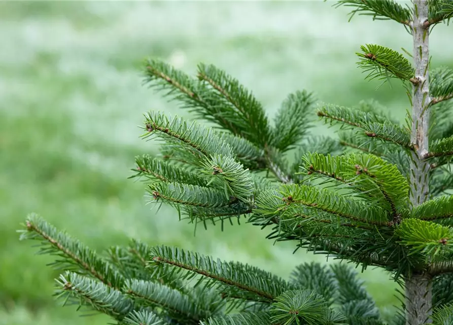 Abies nordmanniana