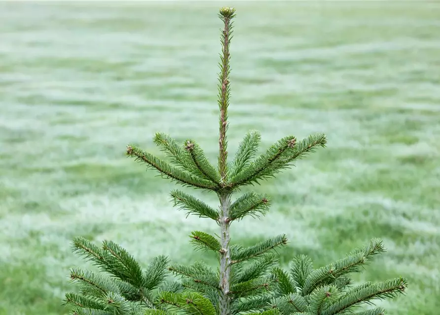 Abies nordmanniana