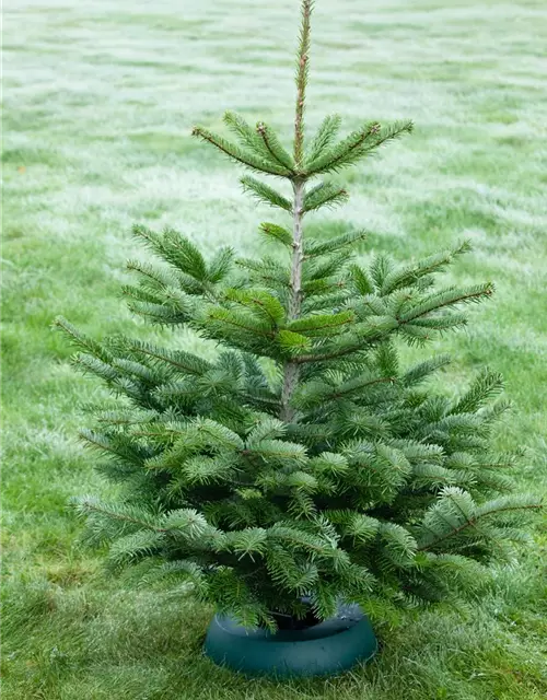 Abies nordmanniana