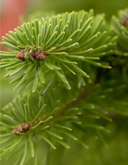 Abies nordmanniana