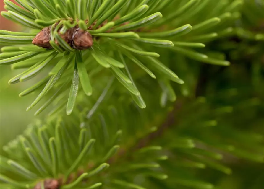 Abies nordmanniana