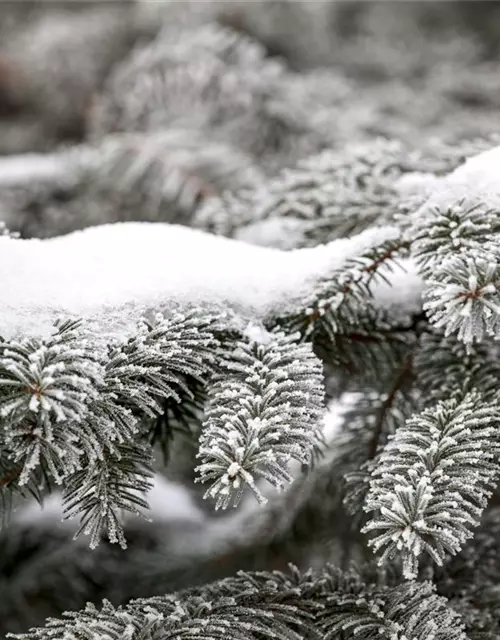 Abies nordmanniana